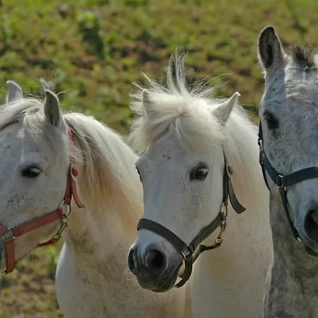 Club Dobogomajor Superior Θέρετρο