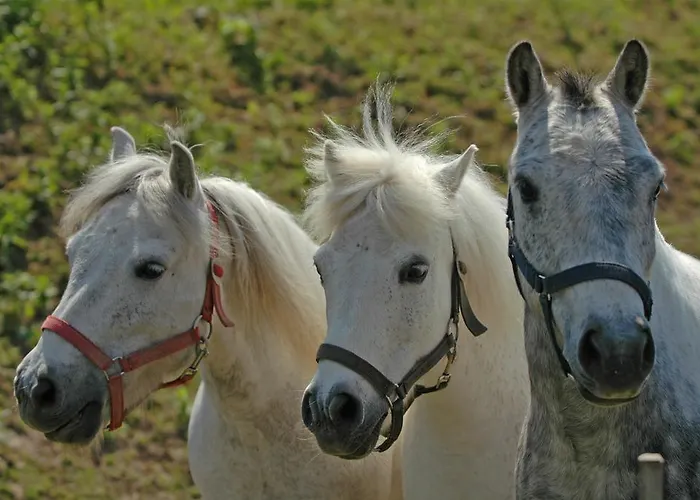 Club Dobogomajor Superior Resort